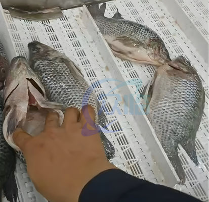 380V 50Hz Fish Gutting Machine Waterproof For Salmon Filleting