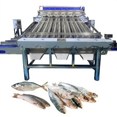 Хорошая цена Пластиковый конвейер Saury сортирующая машина Yellow Croaker сортирующая машина Zolim Рыбная классификация машина для рыбы завод рыбной классификатор онлайн