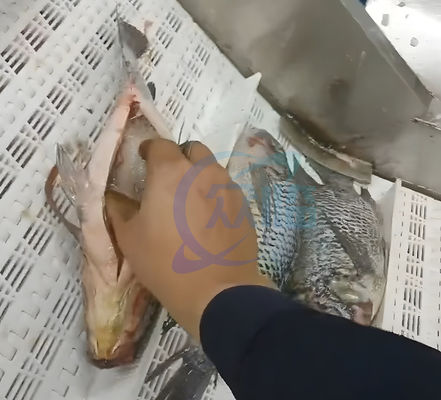 380V 50Hz Fish Gutting Machine Waterproof For Salmon Filleting
