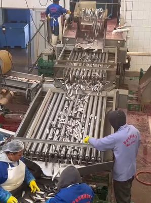 Четыре модели Автоматическая рыбоперерабатывающая линия и сортировочная линия для рыб с 5-10Т/ч